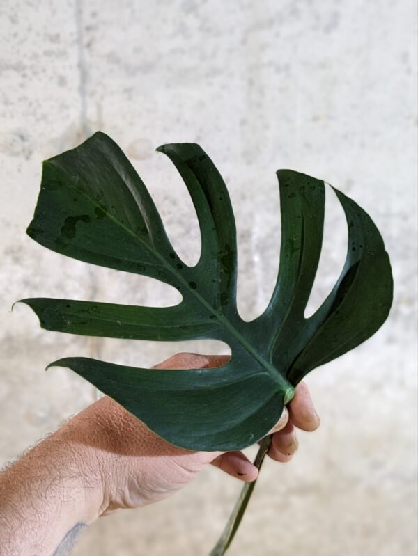 Monstera Sierrana (Mexican clone) #3