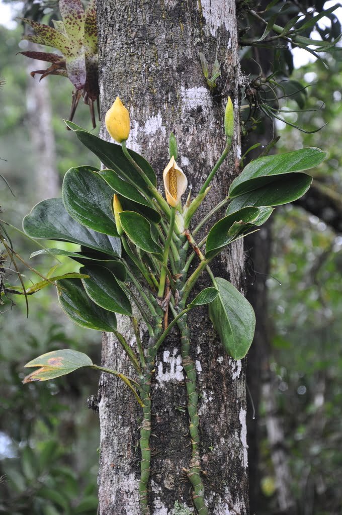 Monstera Alcirana – Unicorn Plant Co.